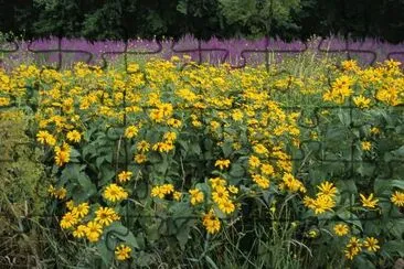 Flores silvestres e invasoras no National Wildlife Refuge