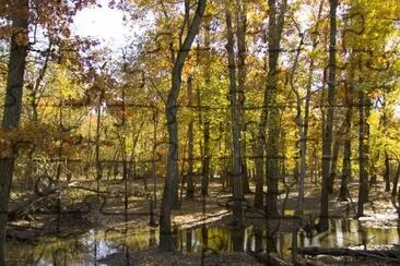 Bois avec eau stagnante