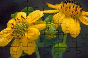 Yellow Leafcup jigsaw puzzle