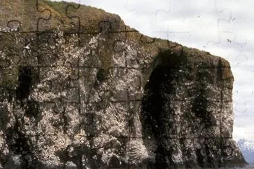 Colonie de Kittiwake à pattes noires