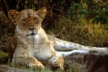 African Lion jigsaw puzzle