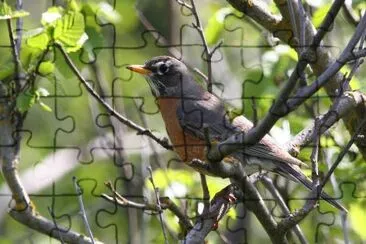 American Robin femmina