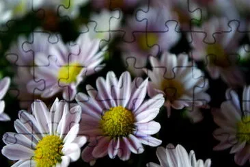 Daisies jigsaw puzzle