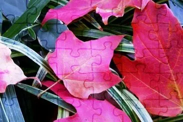 Leaves jigsaw puzzle