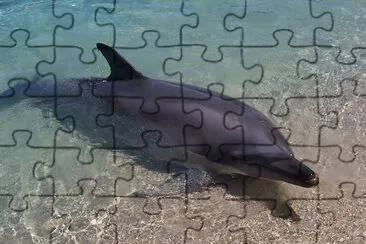 Dolphin jigsaw puzzle