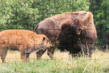 Buffalo and Bison jigsaw puzzle