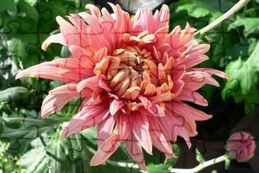 Chrysanthemum jigsaw puzzle