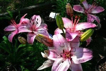 Flores cor de rosa