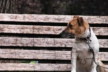 Cachorro Esperando