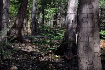 Une forêt