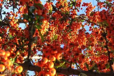 L'automne italien