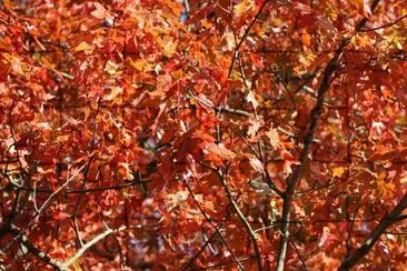 Árbol rojo