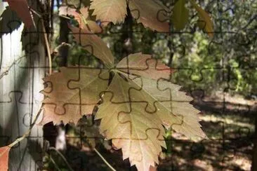 Foliage jigsaw puzzle