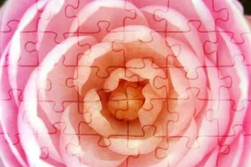 Pink Rose jigsaw puzzle