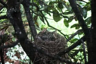 Ein Nest