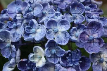 Hydrangea jigsaw puzzle