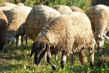 Des moutons