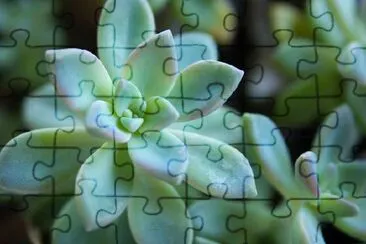 Cactus jigsaw puzzle