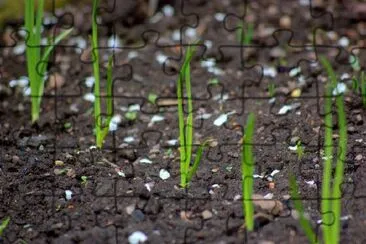 Onion Plants jigsaw puzzle