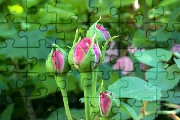 Ping Roses jigsaw puzzle