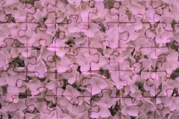 Pink Hydrangea jigsaw puzzle