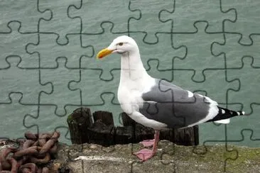 Sea gull jigsaw puzzle