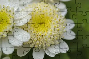 White Flowers jigsaw puzzle