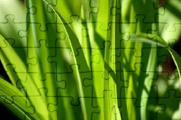 Green Leaves jigsaw puzzle