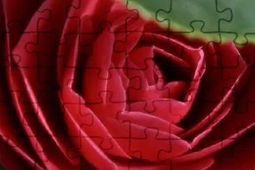 Camellia jigsaw puzzle