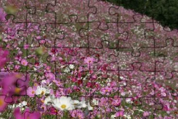 Pink Cosmos jigsaw puzzle