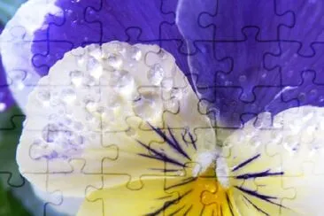 Viola jigsaw puzzle