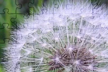 A Dandelion Flower jigsaw puzzle