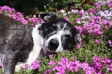 Hund und Blumen