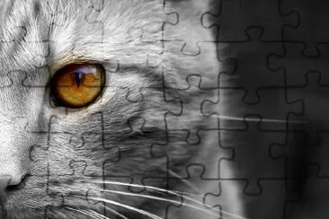 A gray cat jigsaw puzzle