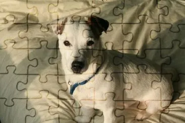 A terrier dog jigsaw puzzle