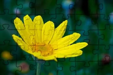 A Yellow Flower jigsaw puzzle