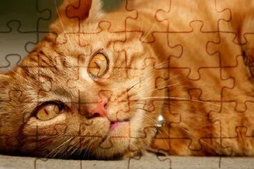 Lying Cat jigsaw puzzle