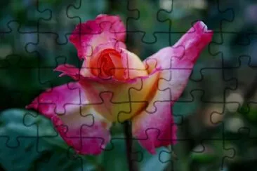 Pink Rose jigsaw puzzle