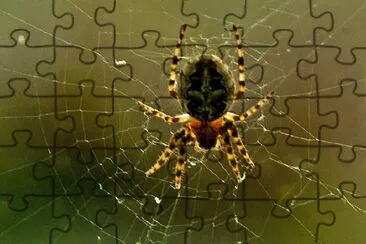 Spider jigsaw puzzle