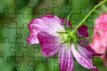 Cosmos jigsaw puzzle