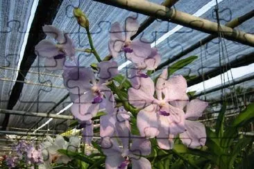 Orchid jigsaw puzzle