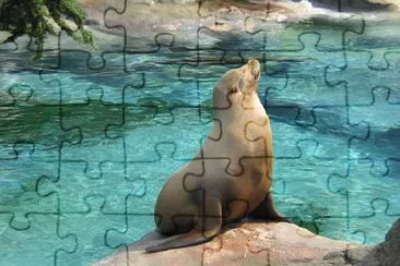 Seal jigsaw puzzle