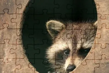 A Raccoon jigsaw puzzle