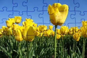 Yellow tulips jigsaw puzzle