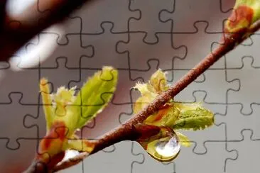 Dewdrop jigsaw puzzle