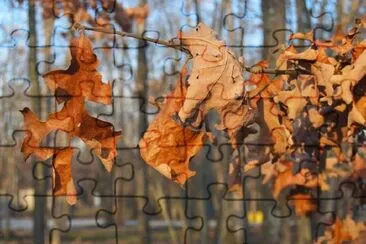 Brown leaves jigsaw puzzle