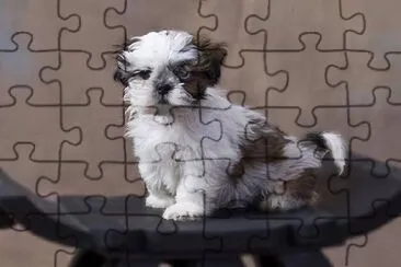 Shih Tzu jigsaw puzzle