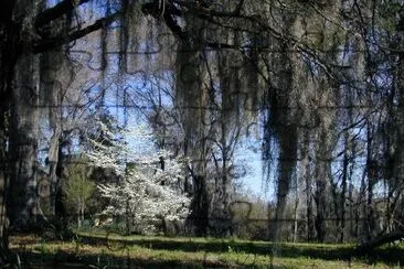 Spanish moss tree jigsaw puzzle