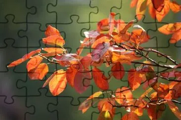 Authumn Scene jigsaw puzzle