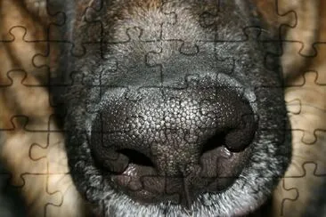 A Nose jigsaw puzzle